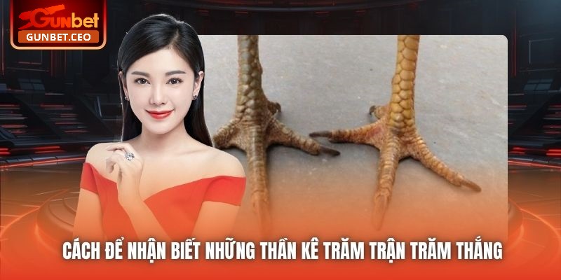 Cách để nhận biết những thần kê trăm trận trăm thắng