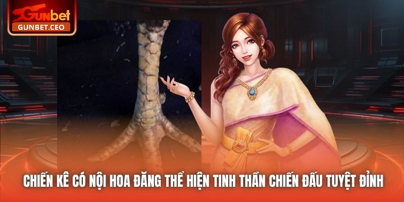 Chiến kê có nội hoa đăng thể hiện tinh thần chiến đấu tuyệt đỉnh