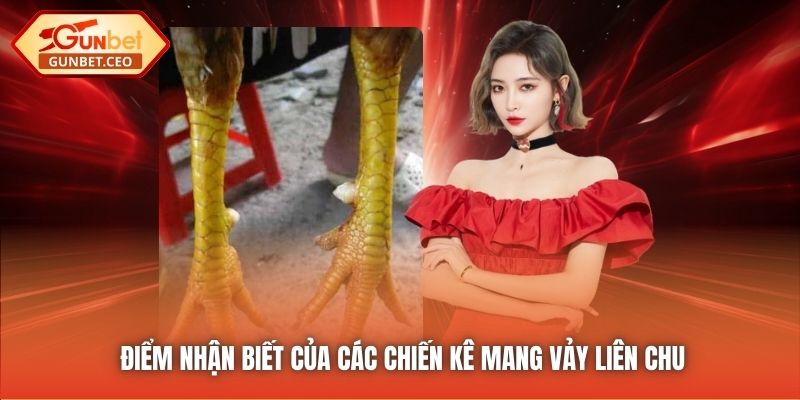 Điểm nhận biết của các chiến kê mang vảy liên chu